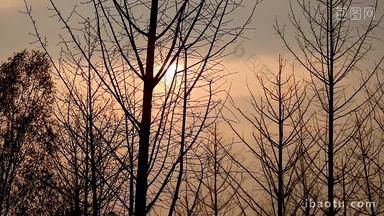 白鹭野鸭夕阳枯树